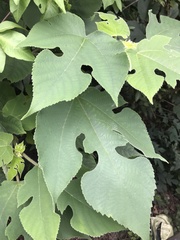 Broussonetia papyrifera