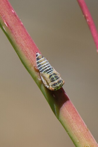 iNaturalist observation photo of Typical Leafhoppers