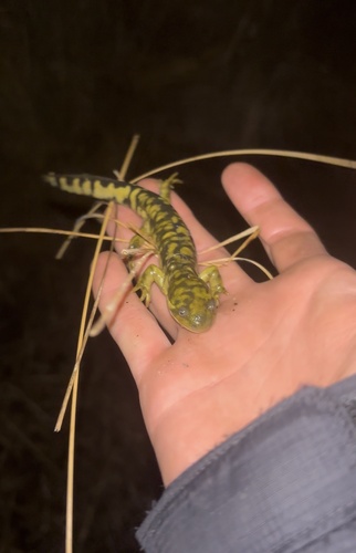 Blotched Tiger Salamander