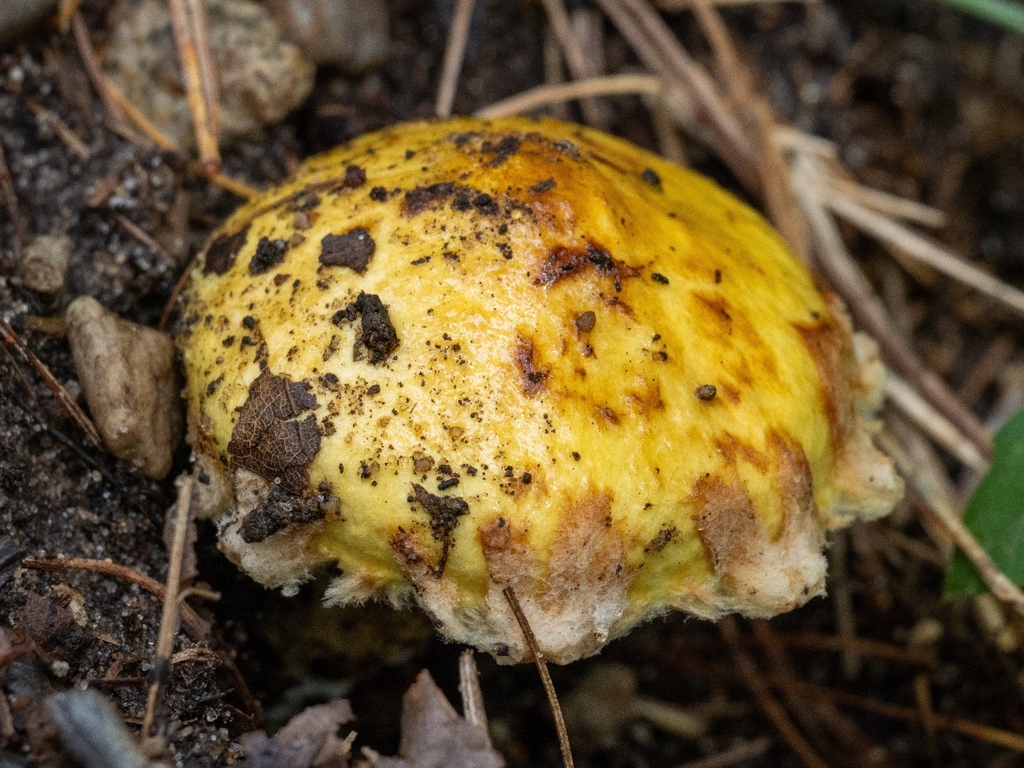 Chicken Fat Mushroom · September 2026 · photo: Photo: (c) Russell Parsons, some rights reserved (CC BY) · iNaturalist