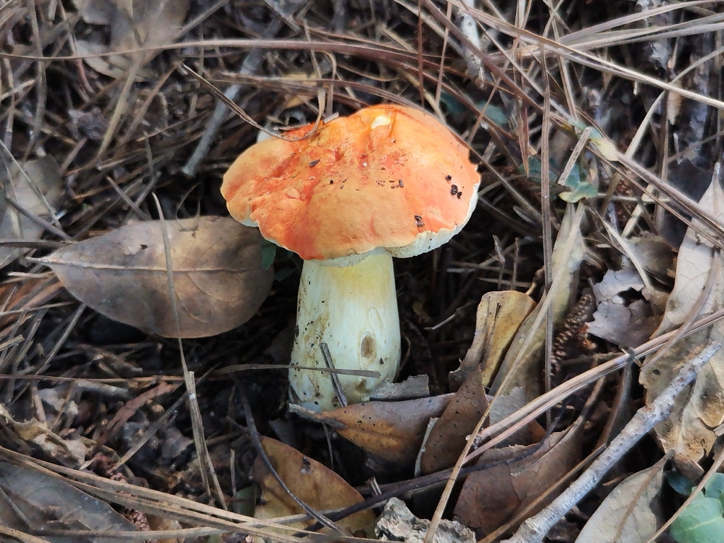 Burnt-orange Bolete · September 2026 · photo: Photo: (c) Cheryl Stinchcomb, some rights reserved (CC BY) · iNaturalist