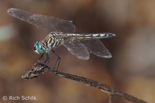 iNaturalist observation photo of Blue Dasher
