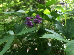 Hydrophyllum virginianum atranthum