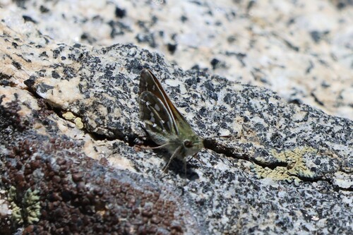 iNaturalist observation photo of Branded Skippers