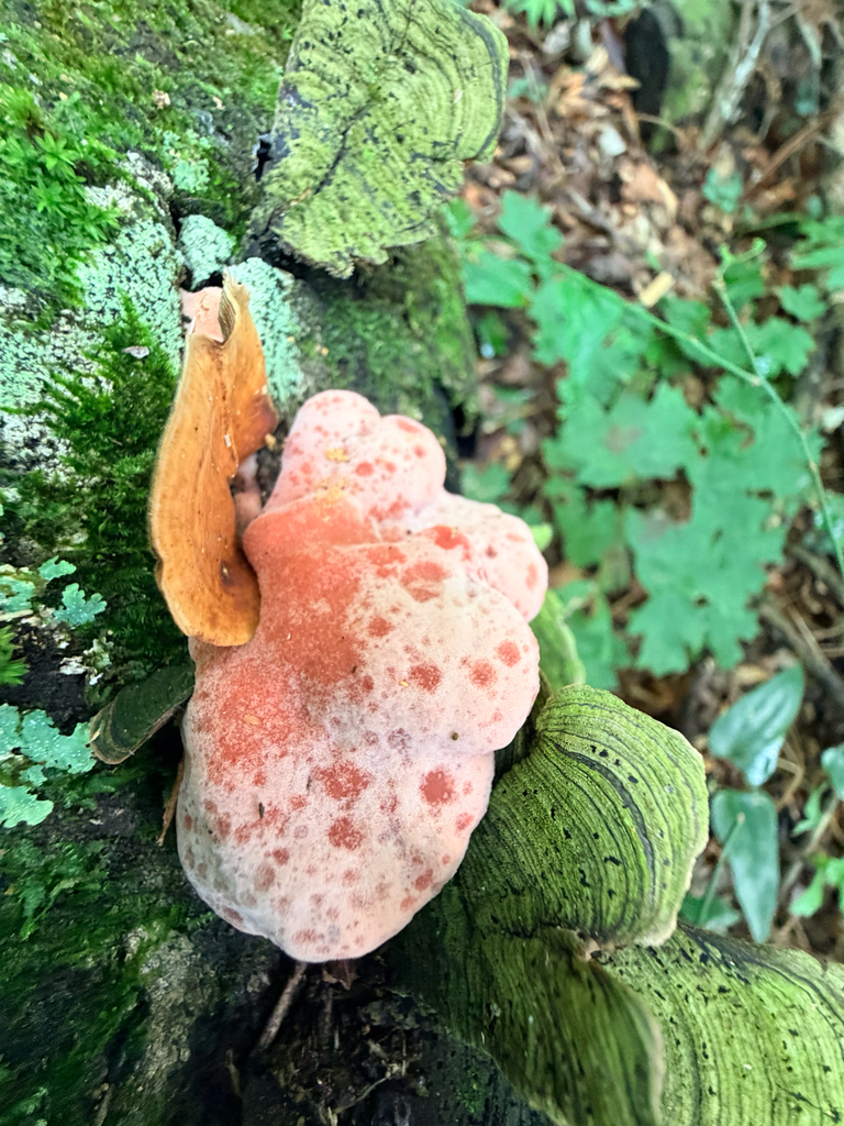 Coral-pink Merulius · September 2026 · photo: Photo: (c) Melissa Meadows, some rights reserved (CC BY) · iNaturalist
