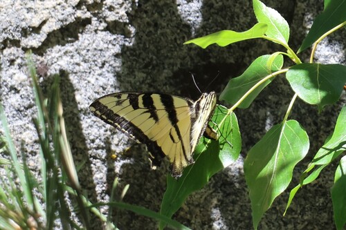 iNaturalist observation photo of Common Swallowtails