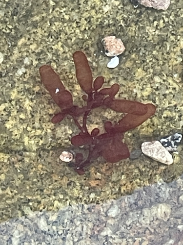 Botryocladia pseudodichotoma observed 2026-09-04