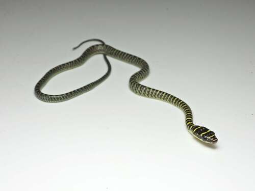 Golden Tree Snake
