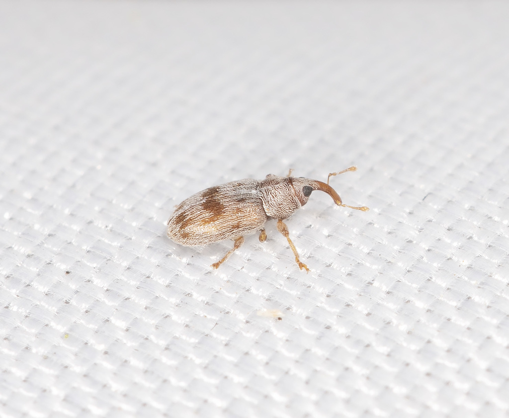 Epamoebus ziczac