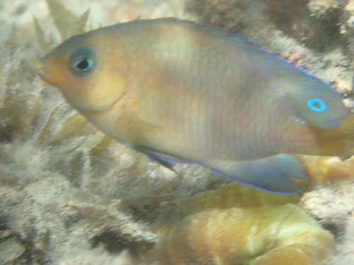 Pomacentrus wardi observed 2026-09-05