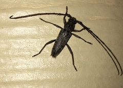 Elaphidion