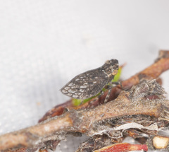 Austrolopa brunensis