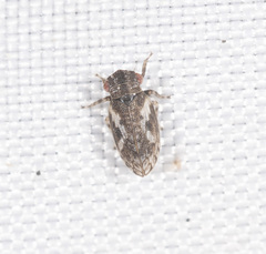 Austrolopa brunensis