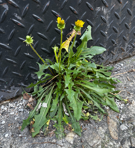 Taraxacum erythrospermum