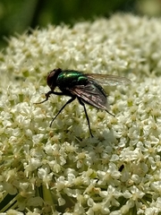 Lucilia