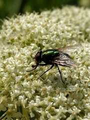 Lucilia