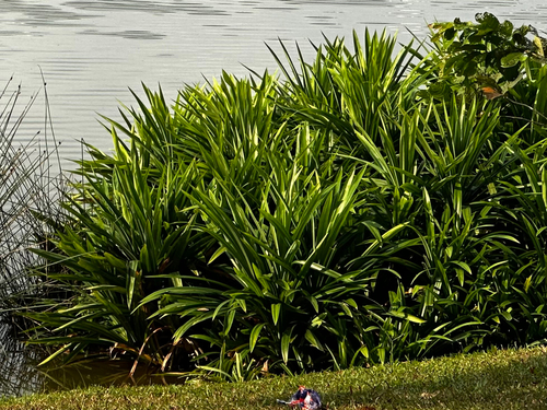 Pandanus amaryllifolius observed 2026-08-23