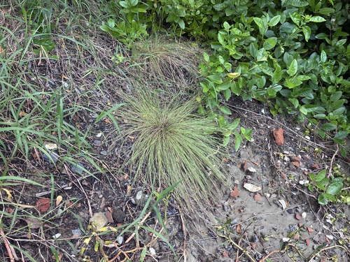 Fimbristylis polytrichoides observed 2026-09-05