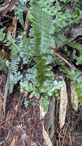 Asplenium normale observed 2026-09-05