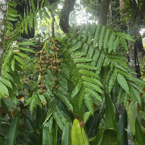Lepisanthes observed 2026-09-05