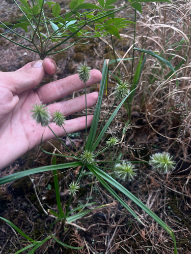 Cyperus lancastriensis, 2026-09-04