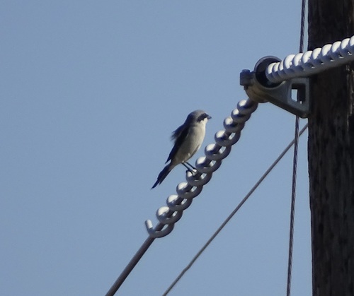 Loggerhead Shrike