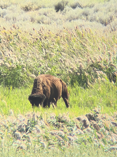 Bison photographed at Davis County Cswy, Syracuse, UT, US
