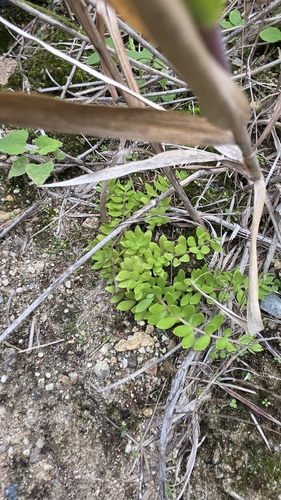 Stringy Stonecrop