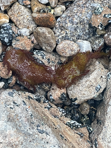 Chondracanthus spinosus observed 2026-09-04