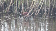 Plegadis chihi × Plegadis falcinellus