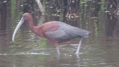 Plegadis chihi × Plegadis falcinellus