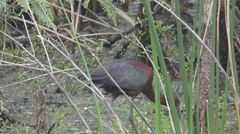 Plegadis chihi × Plegadis falcinellus