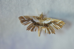 Undulambia striatalis