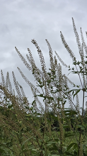 giant ragweed
