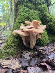 Lentinus cochleatus (Lentinellus cochleatus)