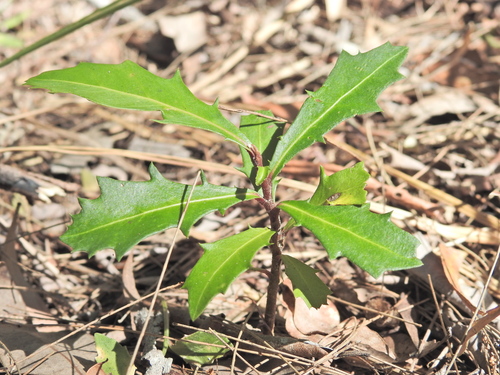 Myrsine variabilis, photograph 1