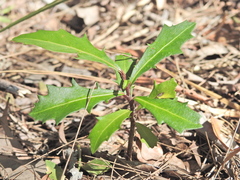 Myrsine variabilis, photograph (c) Scott W. Gavins, some rights reserved (CC BY)