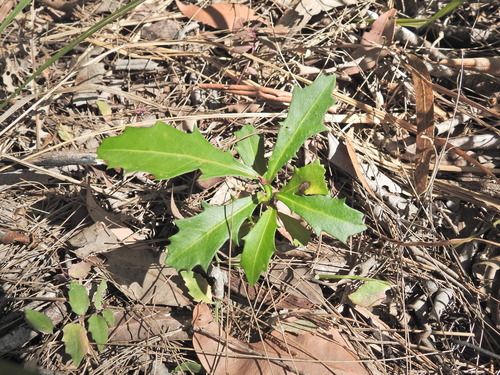 Myrsine variabilis, photograph 2
