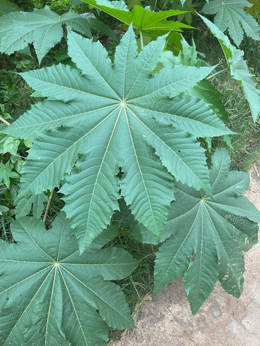 castor bean