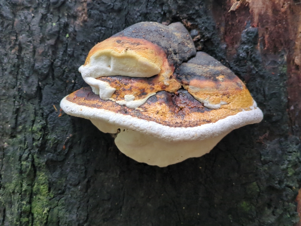 Northern Red Belt · September 2026 · photo: Photo: (c) Alexis Tinker-Tsavalas, some rights reserved (CC BY) · iNaturalist
