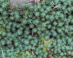 Dawsonia longiseta