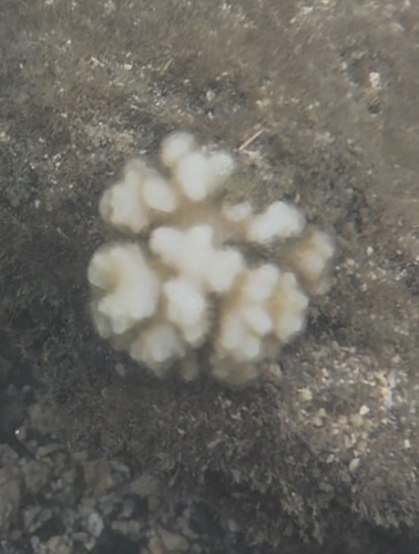 Pocillopora damicornis, 2026-09-04
