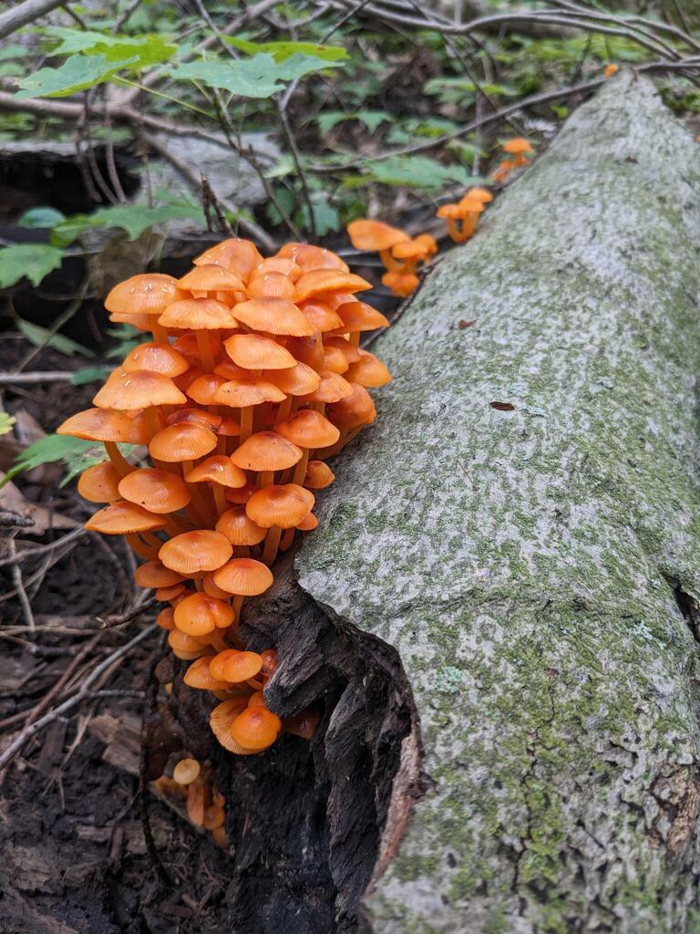 orange mycena · September 2026 · photo: Photo: no rights reserved · iNaturalist