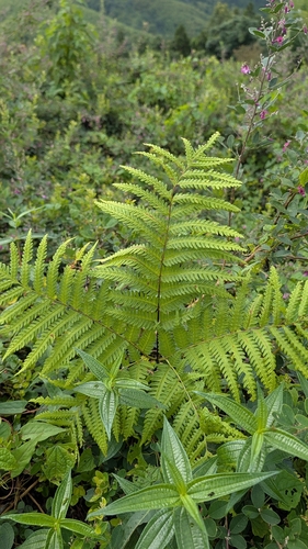 Pteris wallichiana observed 2026-09-05