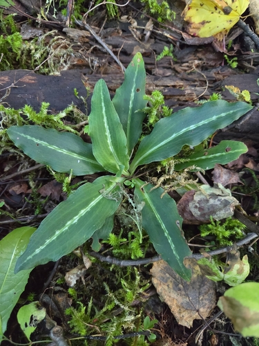 Western Rattlesnake Plantain