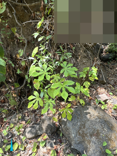 Cecropia litoralis, photograph 4