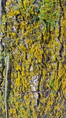 Bryophyta
