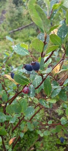 Amelanchier bartramiana, 2026-08-14
