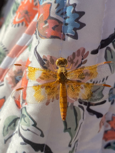 Mexican Amberwing