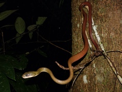 Boiga nigriceps
